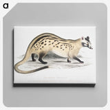 2-3_Indian-Zoology_canvas