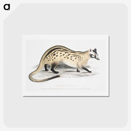 2-3_Indian-Zoology_hagaki