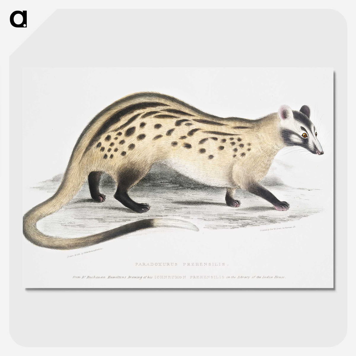 2-3_Indian-Zoology_picture-crop