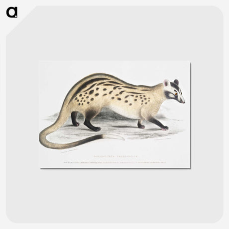 2-3_Indian-Zoology_postcard