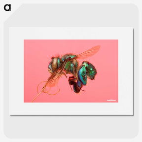 2-3_Insects-Unlocked-Project_picture