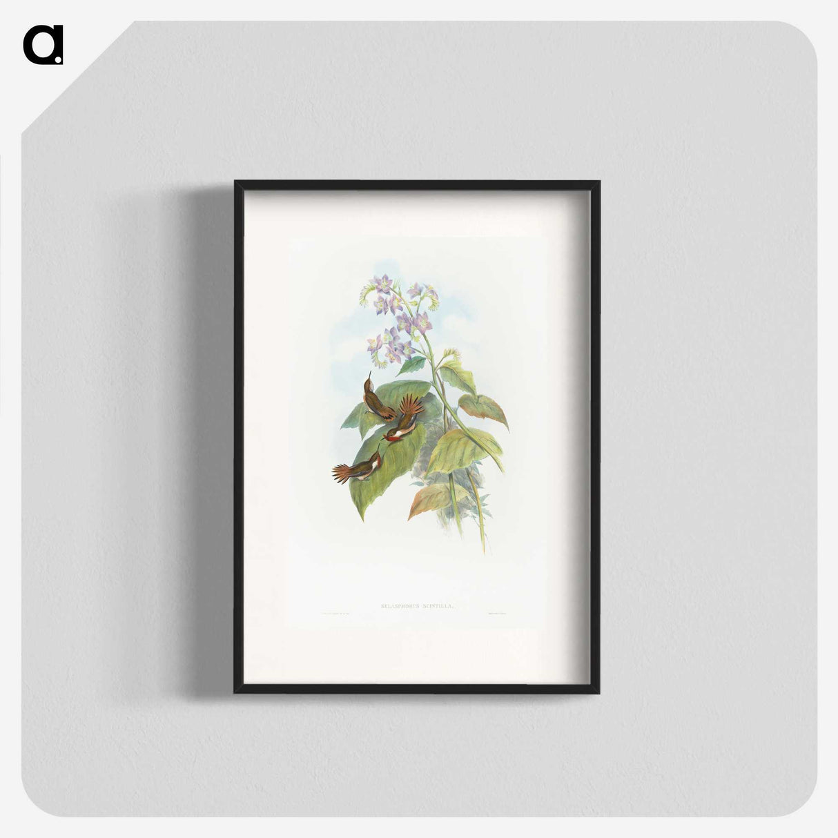 2-3_John-Gould_blk