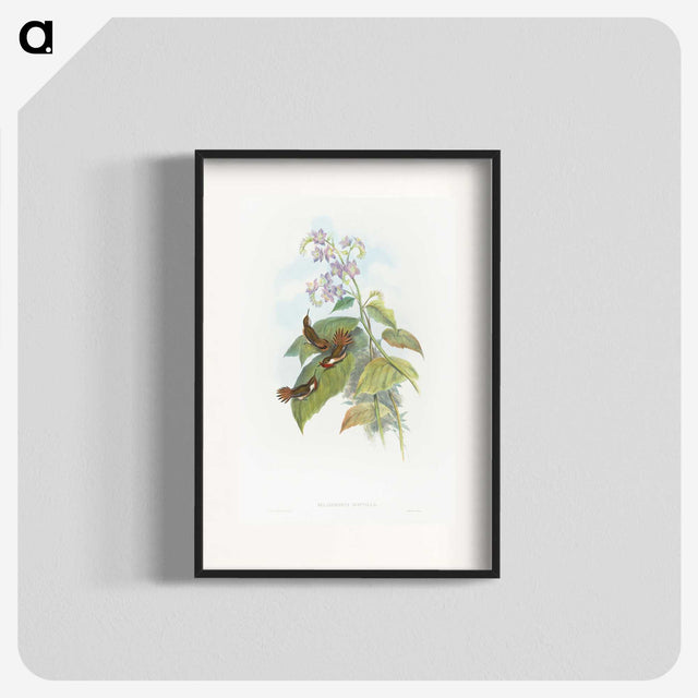 2-3_John-Gould_blk