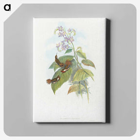 2-3_John-Gould_canvas