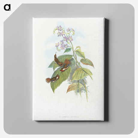 2-3_John-Gould_canvas