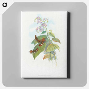 アートパネル-Scintillant Hummingbird
 - ジョン グールド Canvas.