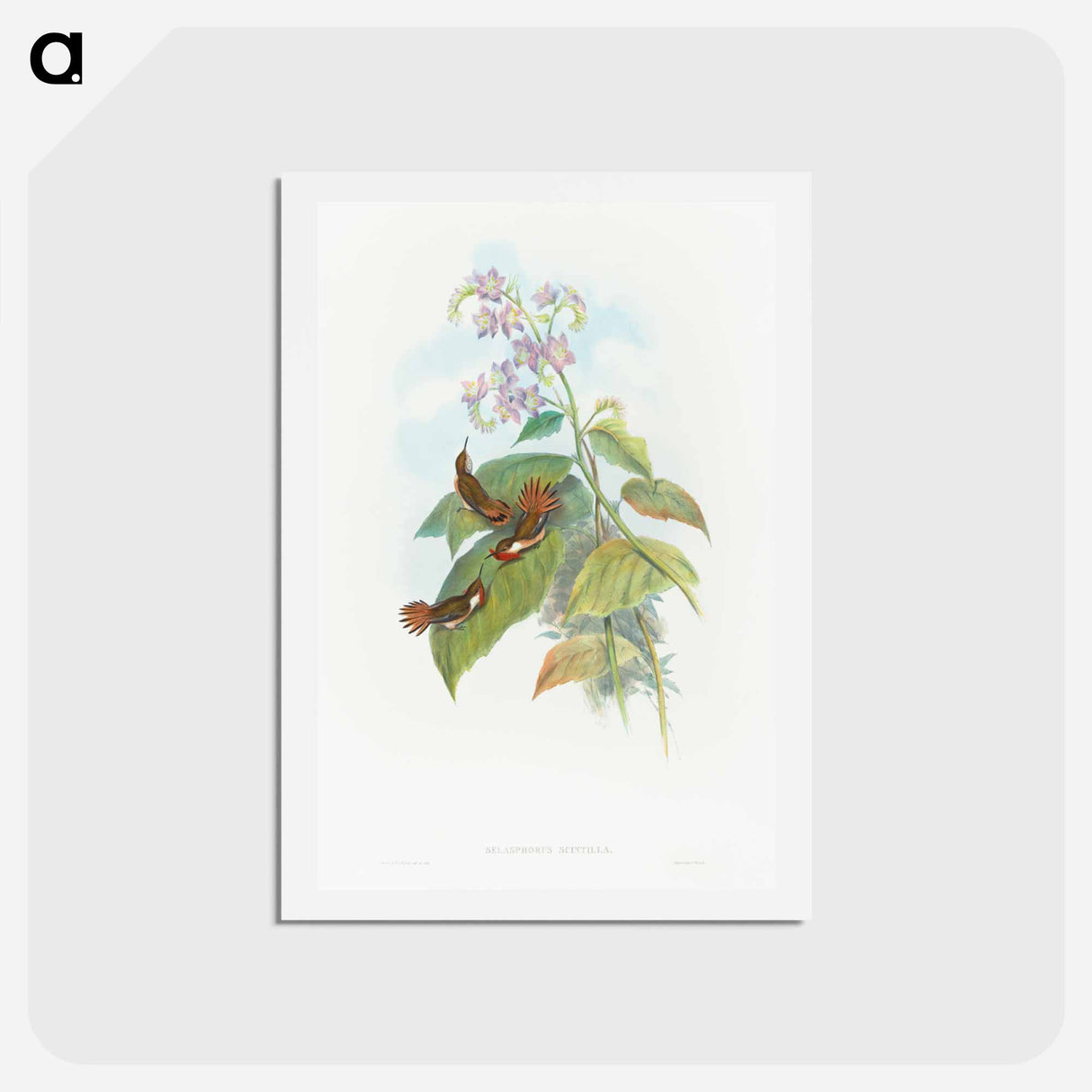 アートポストカード-Scintillant Hummingbird
 - ジョン グールド Postcard.