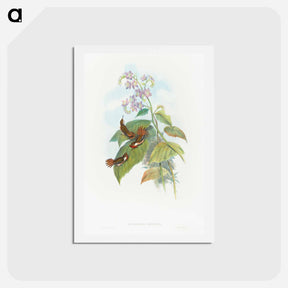 アートポストカード-Scintillant Hummingbird
 - ジョン グールド Postcard.