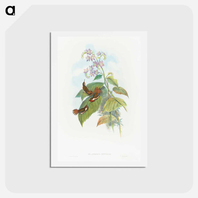 アートポストカード-Scintillant Hummingbird
 - ジョン グールド Postcard.