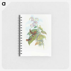 アートメモ帳-Scintillant Hummingbird
 - ジョン グールド Memo.