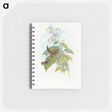 Scintillant Hummingbird
 - ジョン グールド Memo.