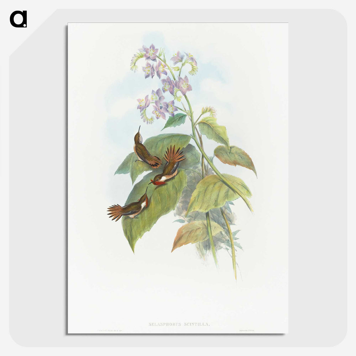 2-3_John-Gould_picture-crop