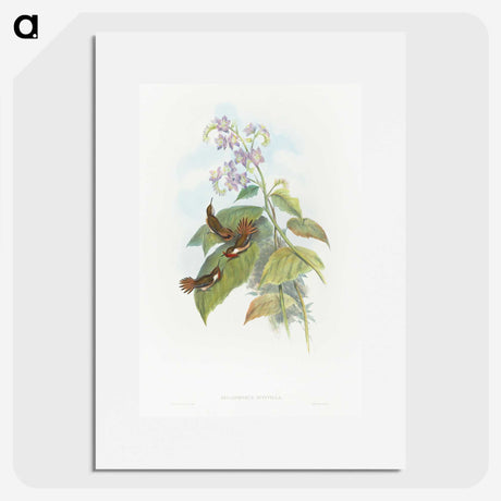 2-3_John-Gould_picture