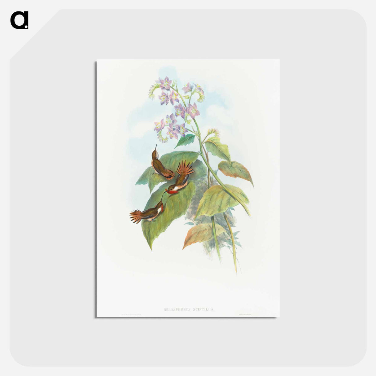 アートポストカード-Scintillant Hummingbird
 - ジョン グールド Postcard.