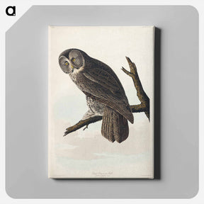 アートパネル-Great Cinereous Owl
 - ジョン ジェームス オーデュボン Canvas.