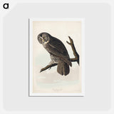 アートポストカード-Great Cinereous Owl
 - ジョン ジェームス オーデュボン Postcard.