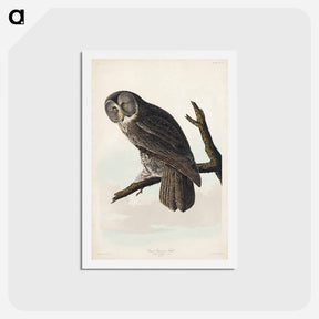 アートポストカード-Great Cinereous Owl
 - ジョン ジェームス オーデュボン Postcard.