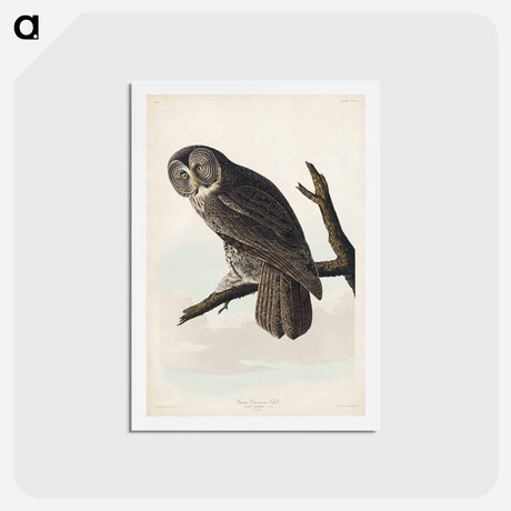 アートポストカード-Great Cinereous Owl
 - ジョン ジェームス オーデュボン Postcard.