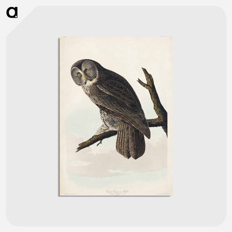 アートポストカード-Great Cinereous Owl
 - ジョン ジェームス オーデュボン Postcard.