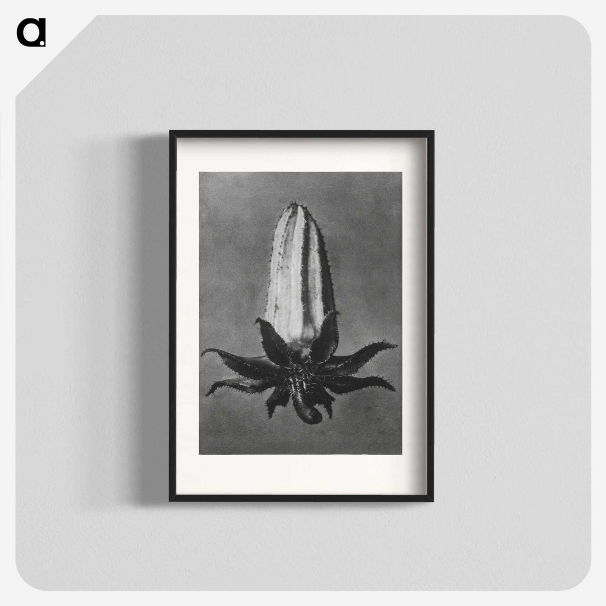 2-3_Karl-Blossfeldt_blk