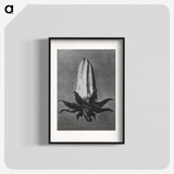 2-3_Karl-Blossfeldt_blk