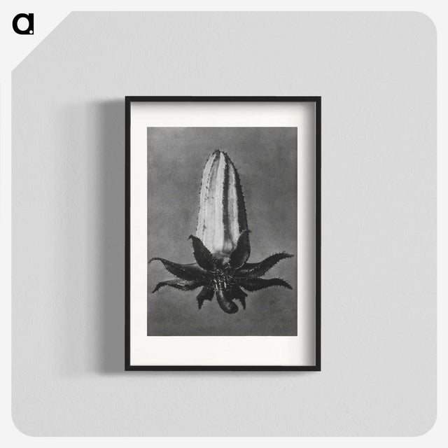 2-3_Karl-Blossfeldt_blk