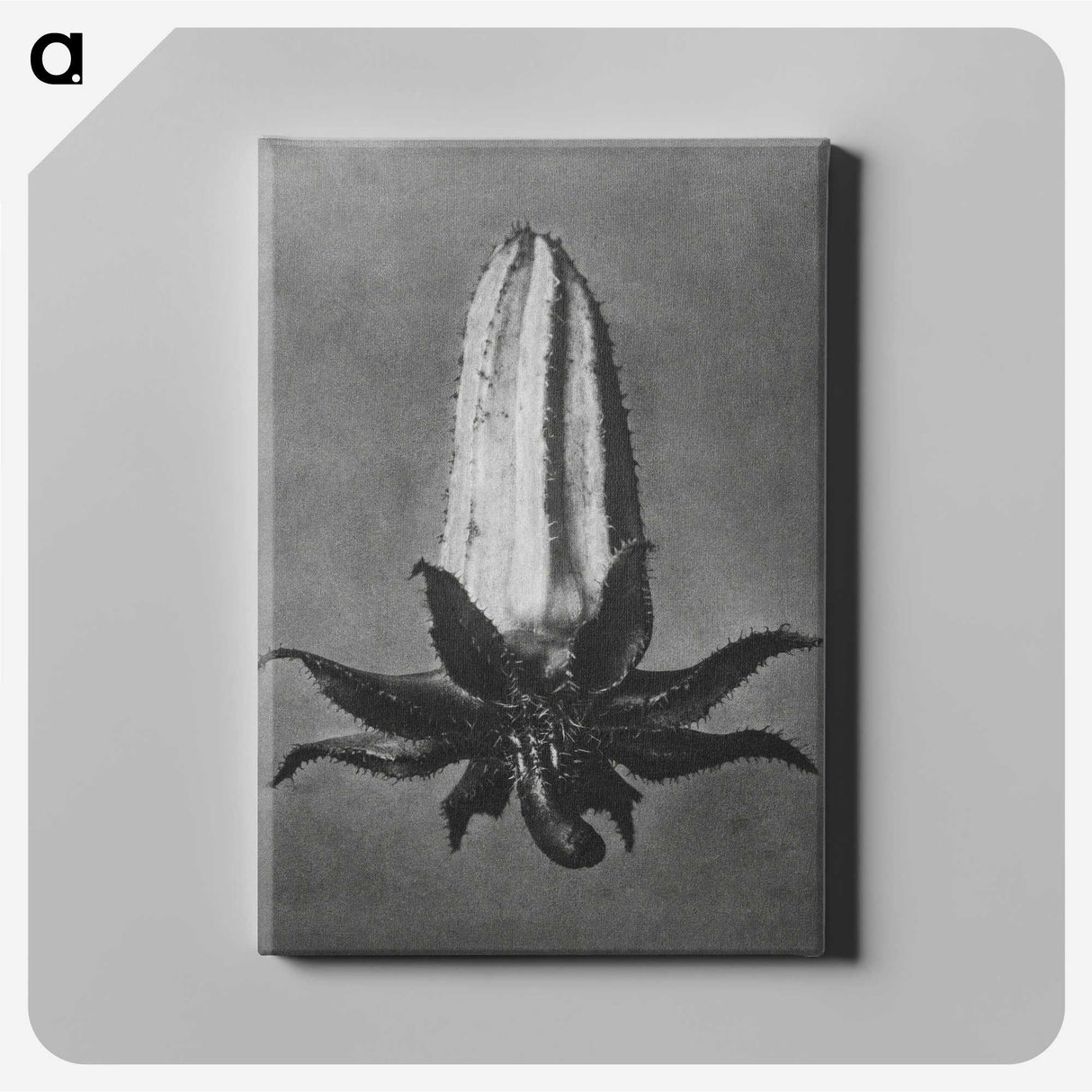 2-3_Karl-Blossfeldt_canvas