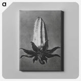 2-3_Karl-Blossfeldt_canvas