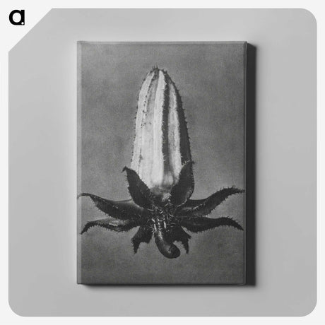 2-3_Karl-Blossfeldt_canvas