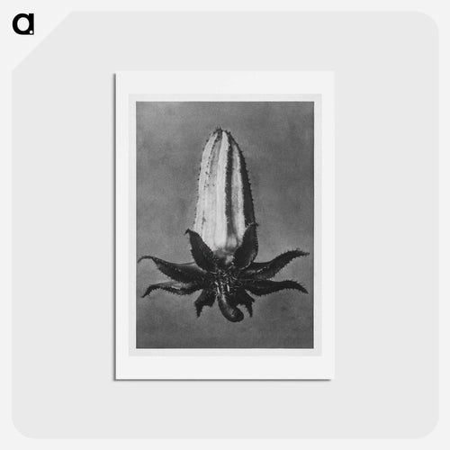 Michauxia Campanuloides - カール ブロスフェルト Postcard.