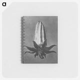 2-3_Karl-Blossfeldt_memo