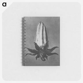 2-3_Karl-Blossfeldt_memo