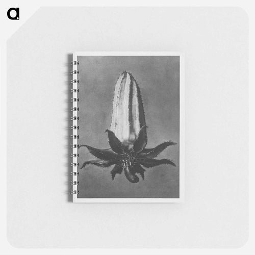 Michauxia Campanuloides - Karl Blossfeldt Memo.