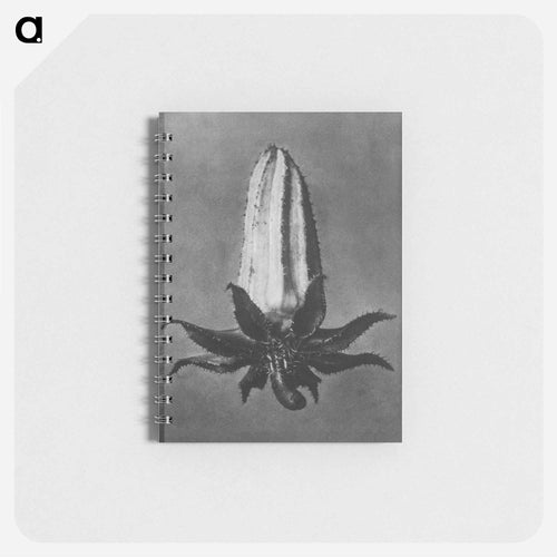 Michauxia Campanuloides - カール ブロスフェルト Memo.