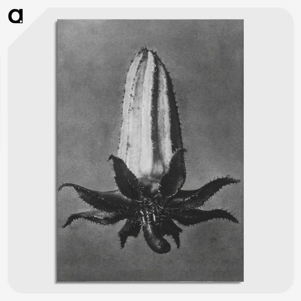 2-3_Karl-Blossfeldt_picture-crop