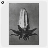 2-3_Karl-Blossfeldt_picture-crop