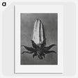 2-3_Karl-Blossfeldt_picture