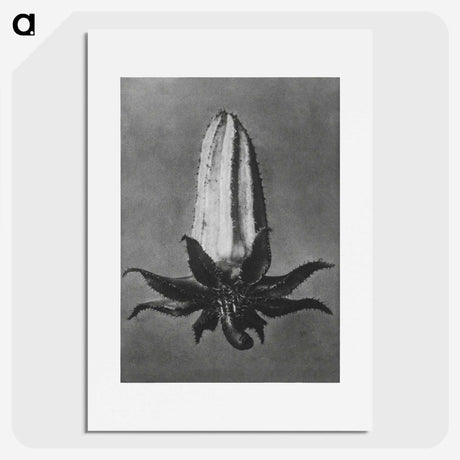2-3_Karl-Blossfeldt_picture