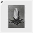 2-3_Karl-Blossfeldt_postcard