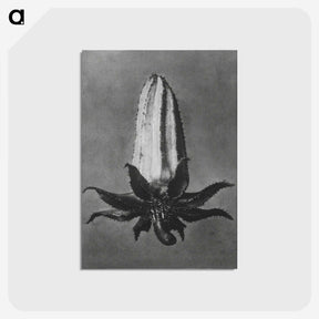 2-3_Karl-Blossfeldt_postcard