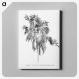 2-3_Les-Palmiers-Histoire-Iconographique_canvas