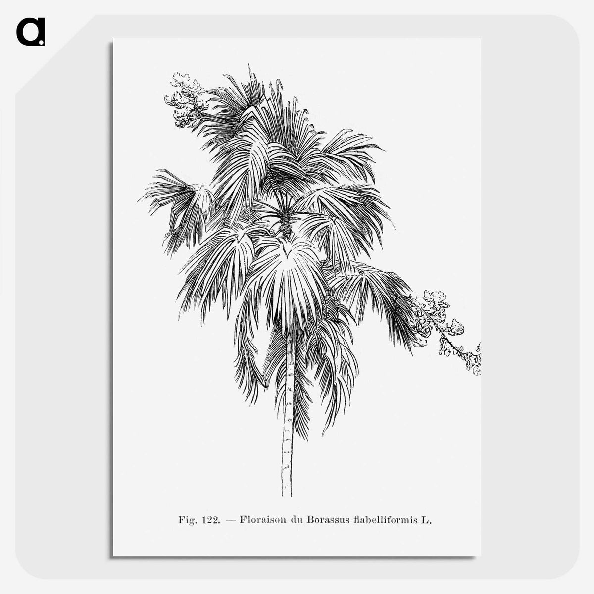 2-3_Les-Palmiers-Histoire-Iconographique_picture-crop