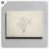2-3_Luigi-Balugani_canvas