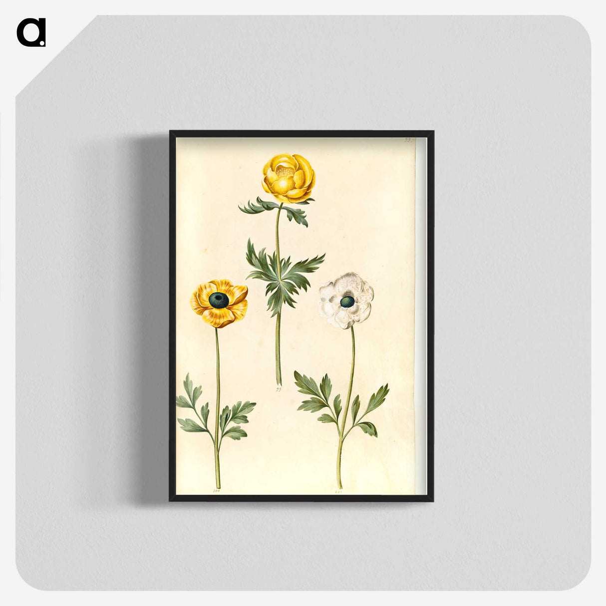 2-3_Maria-Sibylla-Merian_blk-crop