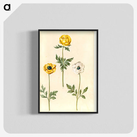2-3_Maria-Sibylla-Merian_blk-crop