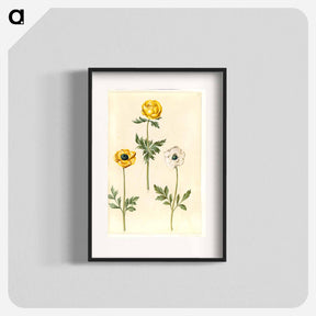 アートポスター-European Meadow Plum and Garden Buttercup
 - マリア ジビーラ メーリアン Poster.