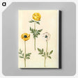 2-3_Maria-Sibylla-Merian_canvas
