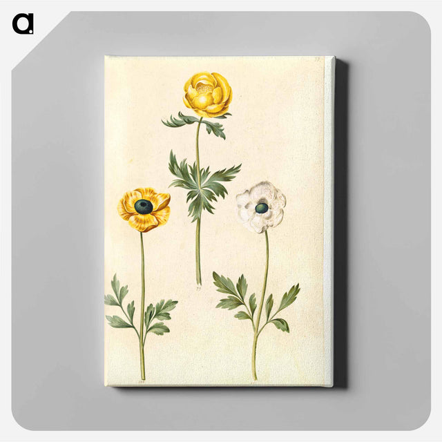 アートパネル-European Meadow Plum and Garden Buttercup
 - マリア ジビーラ メーリアン Canvas.