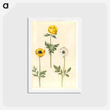 アートポストカード-European Meadow Plum and Garden Buttercup
 - マリア ジビーラ メーリアン Postcard.