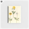 2-3_Maria-Sibylla-Merian_memo
